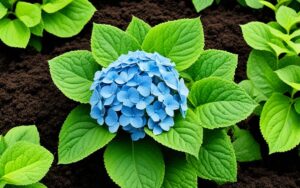 jaka ziemia do hortensji